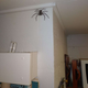 Imagen para el artículo titulado Adivina dónde está el garaje con una araña del tamaño de tu cara viviendo con su dueño